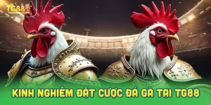 Chia sẻ kinh nghiệm đặt cược đá gà trực tuyến tại TG88 